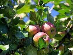 Mostphotos_frukt-1-1-1.jpg