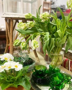 blomium-1.jpg